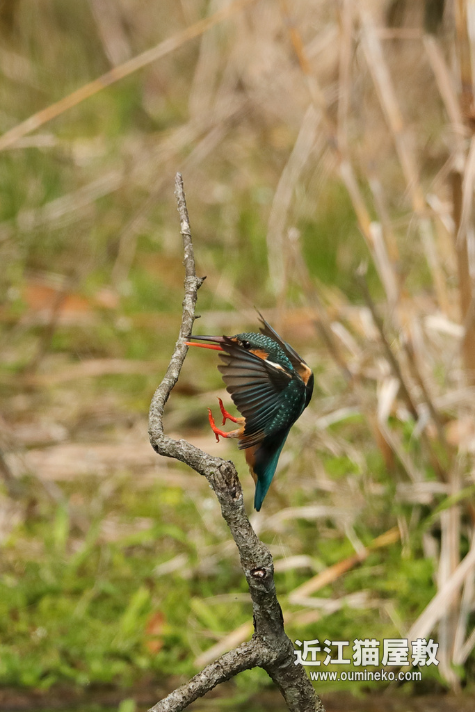 滋賀 近くのダム カワセミ EOS-1D X Mark II + EF600F4L