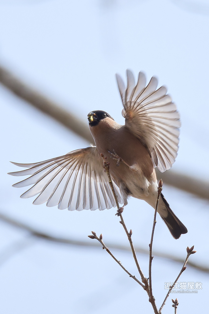 EOS R7で野鳥撮影 ウソ、カシラダカ、センダイムシクイ、シメ他