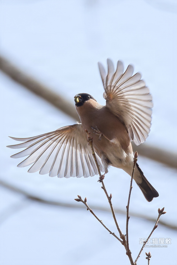 EOS R7で野鳥撮影 ウソ、カシラダカ、センダイムシクイ、シメ他