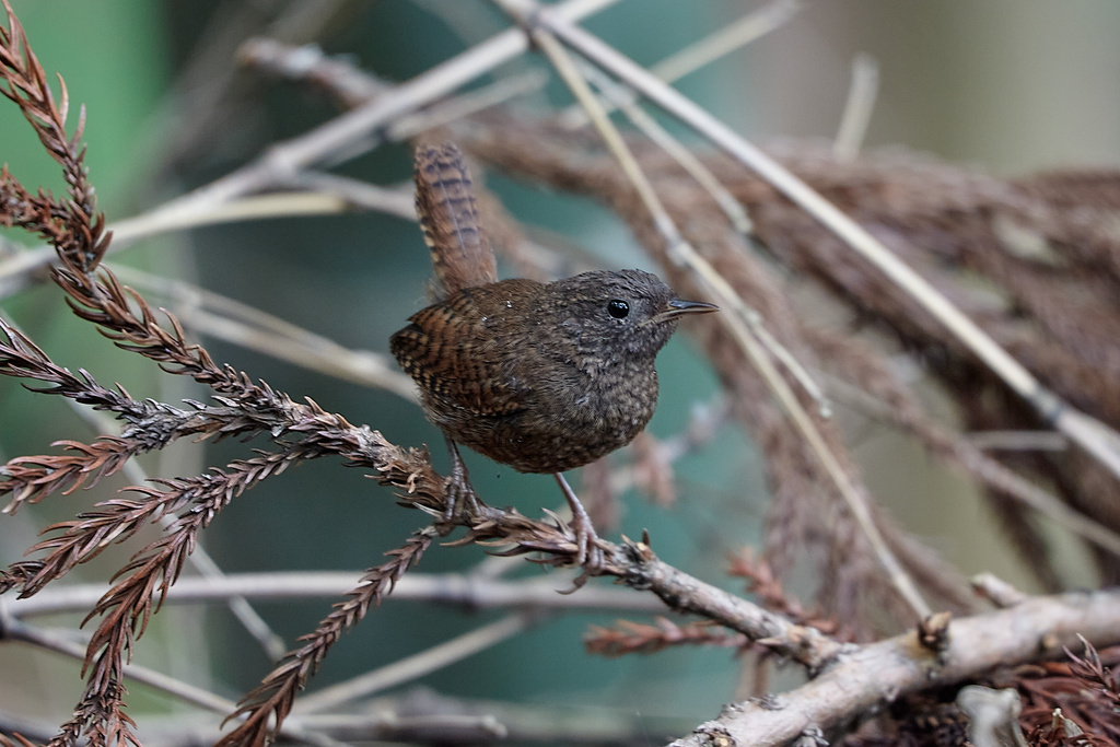 野鳥撮影記録 過去編② 2012年 前半