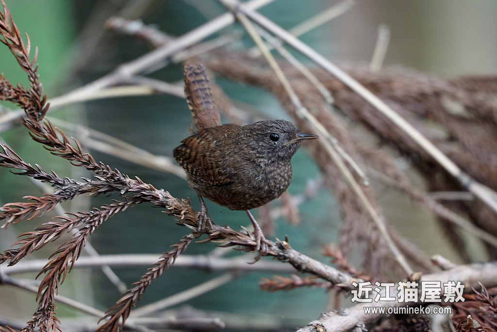 野鳥撮影記録 過去編② 2012年 前半