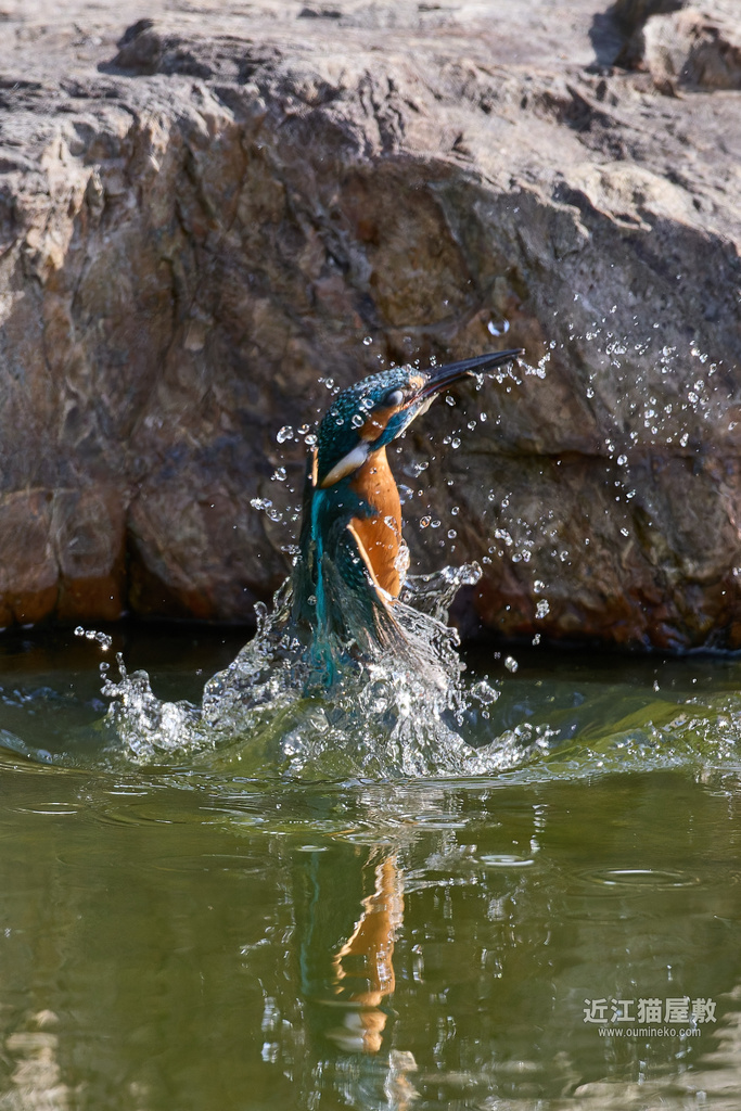 EOS R5 mark II + RF600mm F4L IS USM カワセミ他