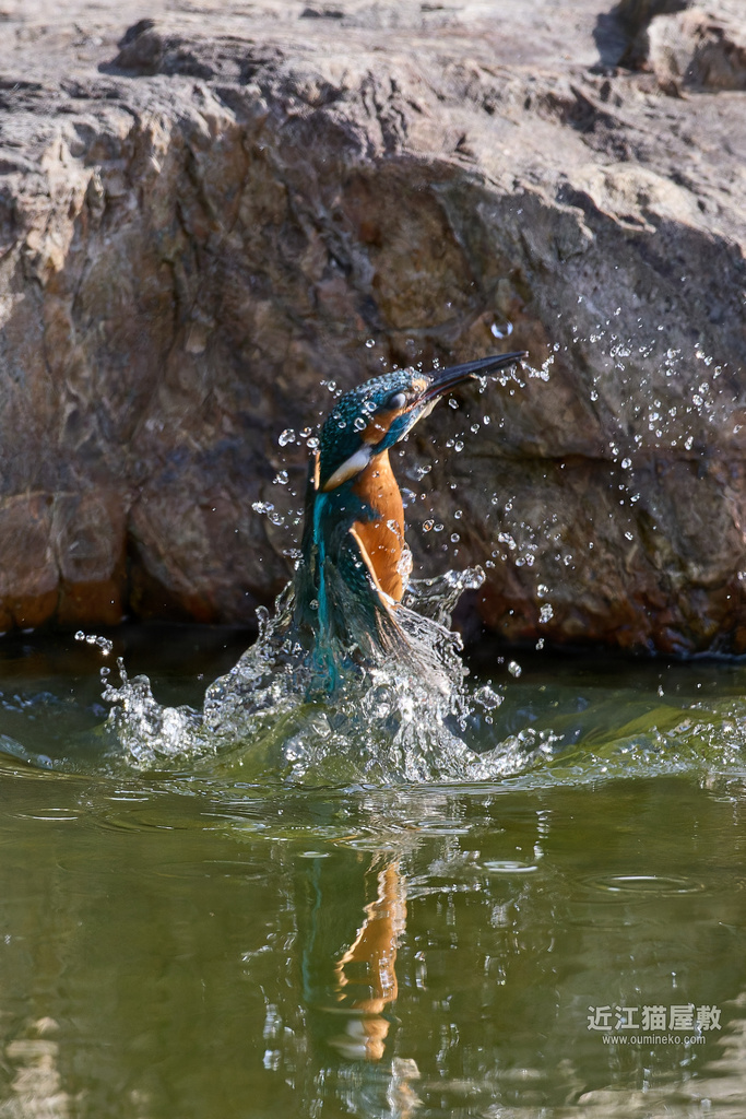 EOS R5 mark II + RF600mm F4L IS USM カワセミ他