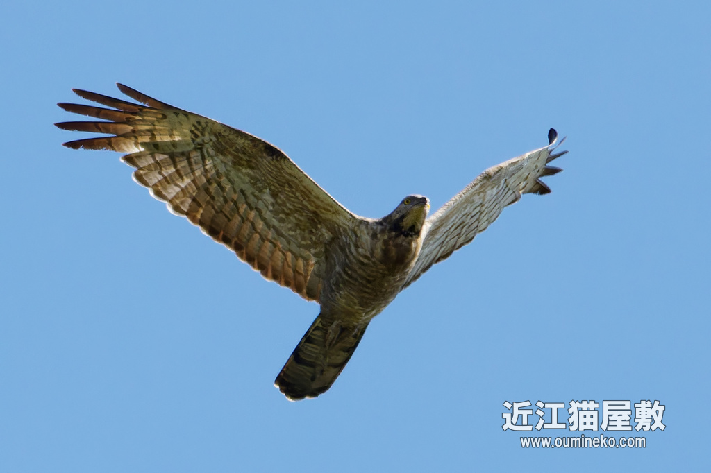 鷹の渡り② ハチクマ、クマタカ、ハヤブサ、カワセミ他