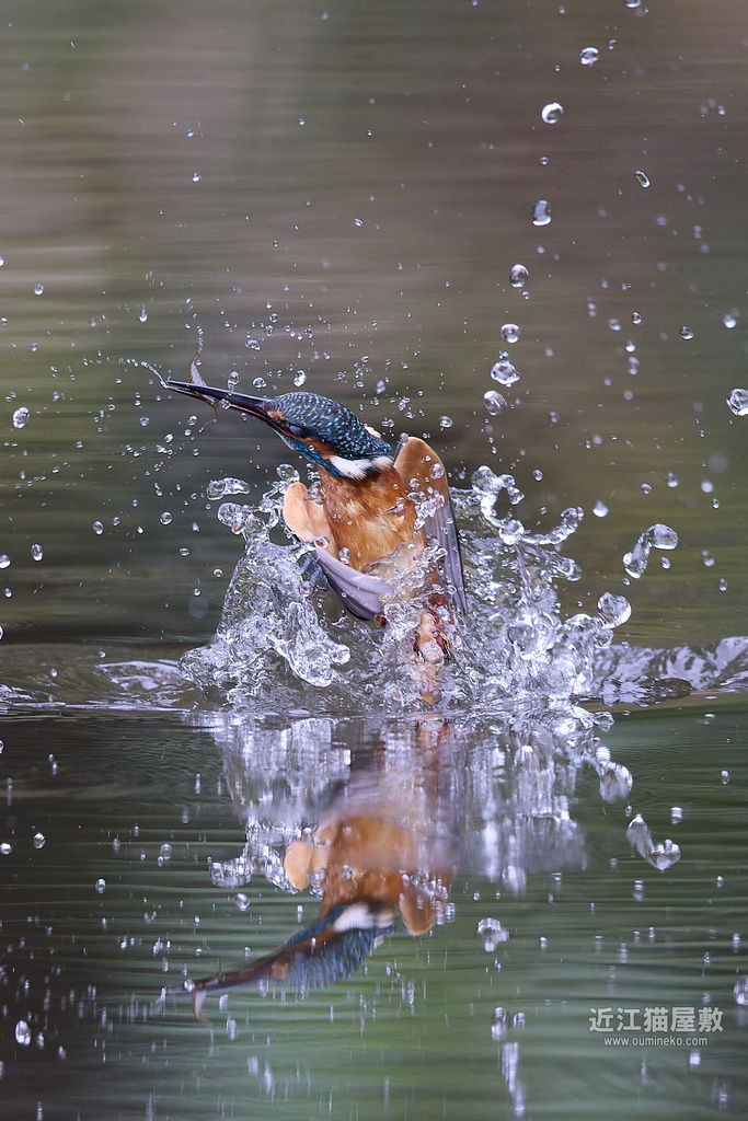 EOS R5 mark IIで野鳥撮影 カワセミ、ジョウビタキ、ホオジロ