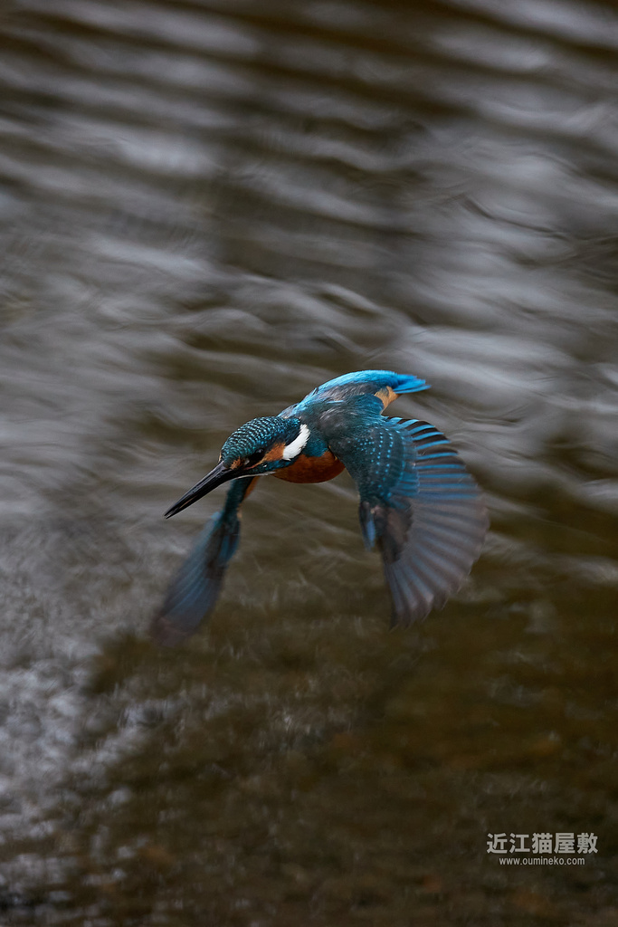 EOS-1D X mark III, R7で野鳥撮影 カワセミ