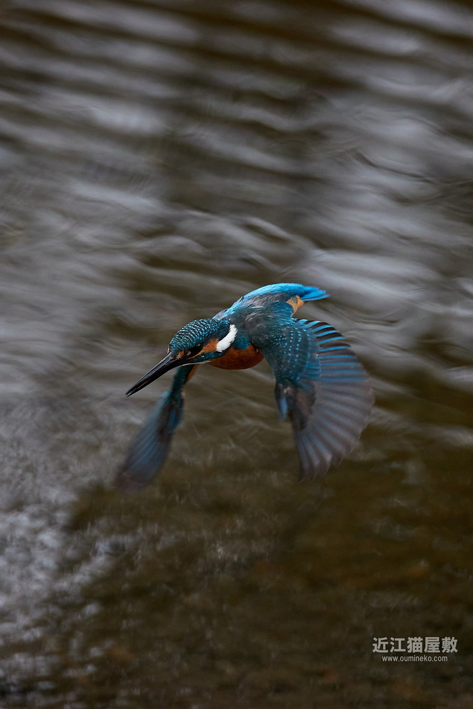 EOS-1D X mark III, R7で野鳥撮影 カワセミ