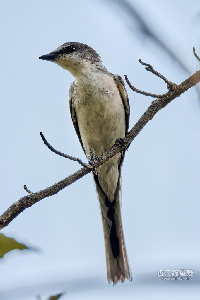 EOS R7で野鳥撮影 朽木 散策(連日)
