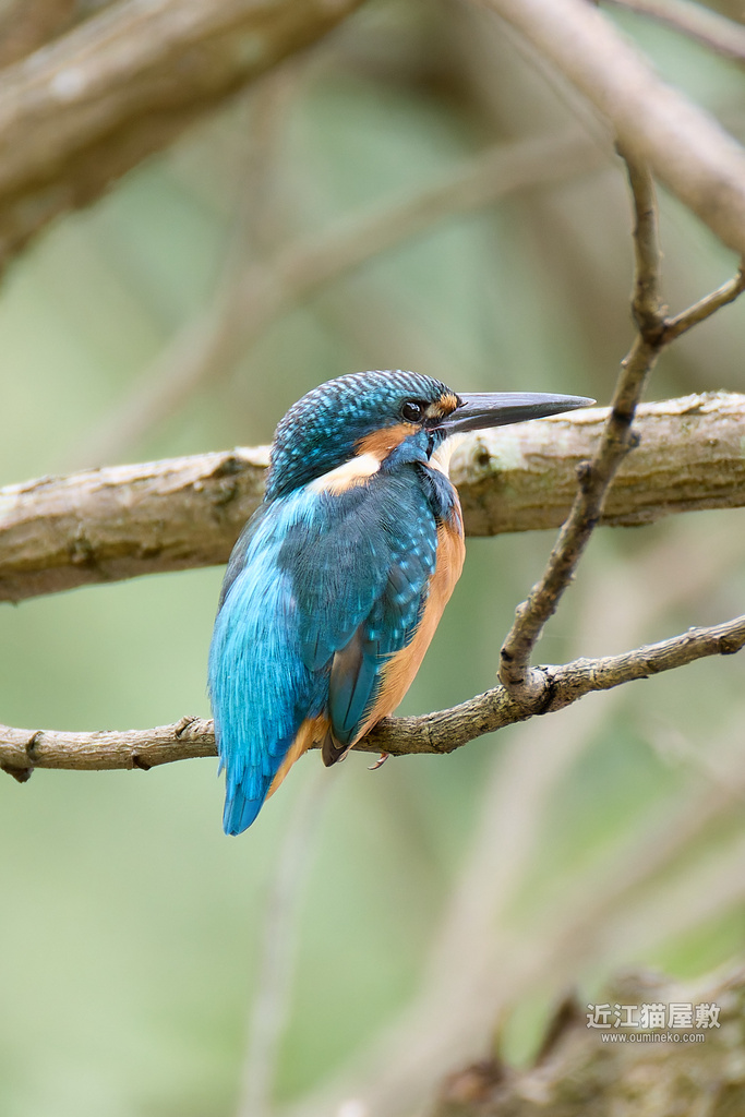 EOS R5 mark IIで野鳥撮影 DxO PureRAW+CaptureOneでのRAW現像(初心者向け)