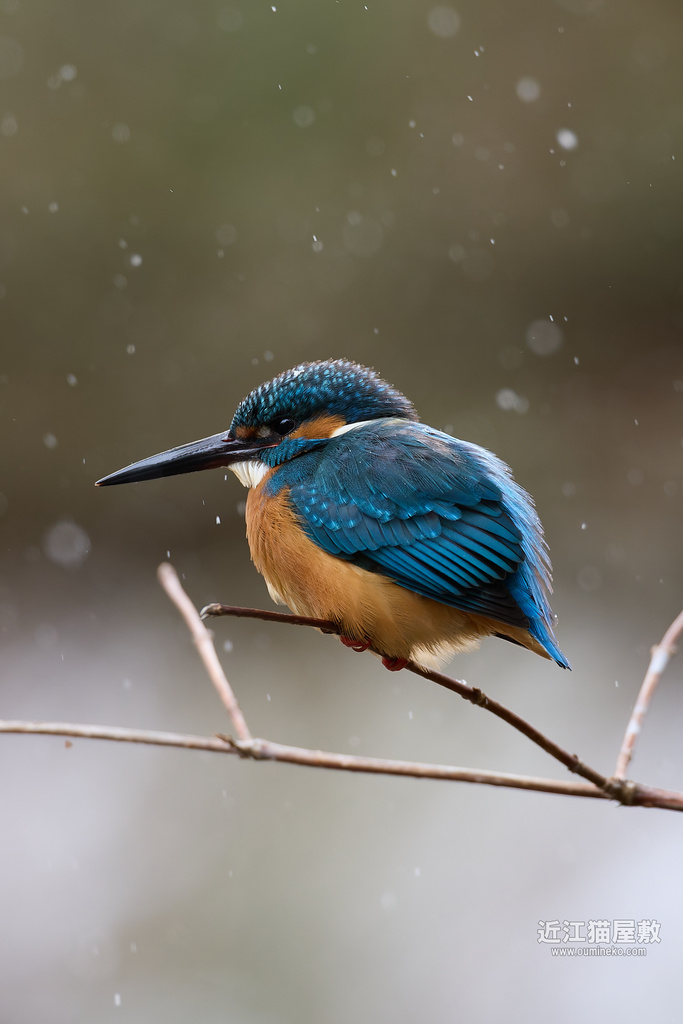 EOS R5 mark IIで野鳥撮影 カワセミ、白ルリビタキ他