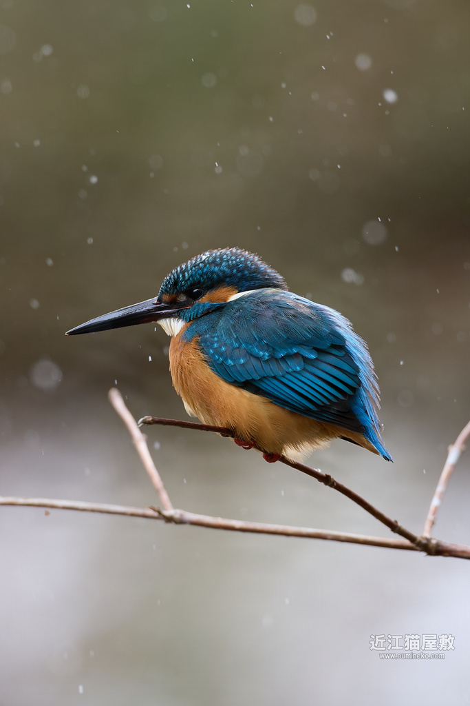 EOS R5 mark IIで野鳥撮影 カワセミ、白ルリビタキ他