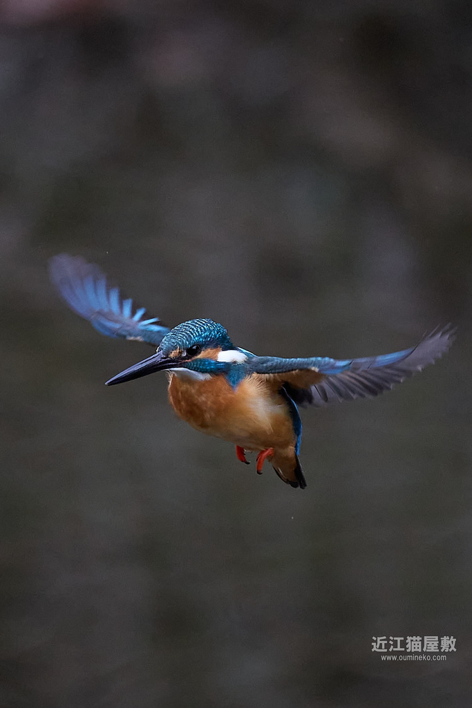 EOS R3,R7,1DX3で野鳥撮影 カワセミ、その他いろいろ