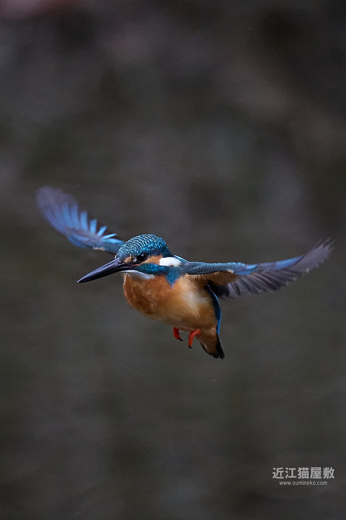 EOS R3,R7,1DX3で野鳥撮影 カワセミ、その他いろいろ