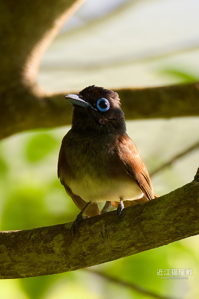 EOS R7で野鳥撮影 朽木 サンコウチョウ、クロツグミ、キビタキ他