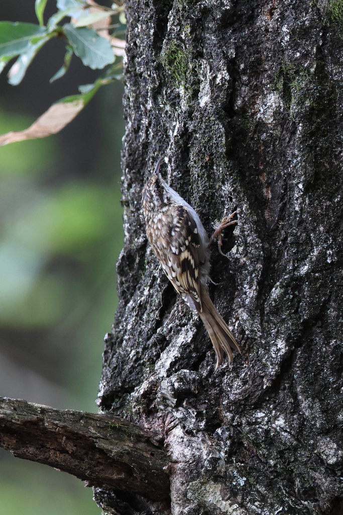 EOS R7 山登りお散歩@余呉 キバシリ