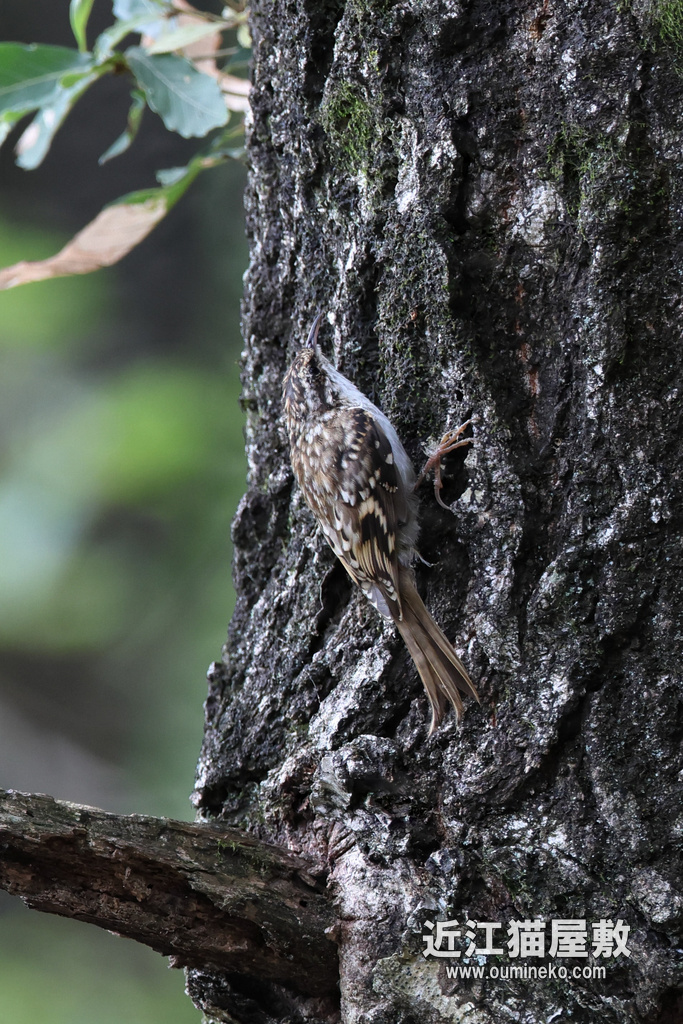EOS R7 山登りお散歩@余呉 キバシリ