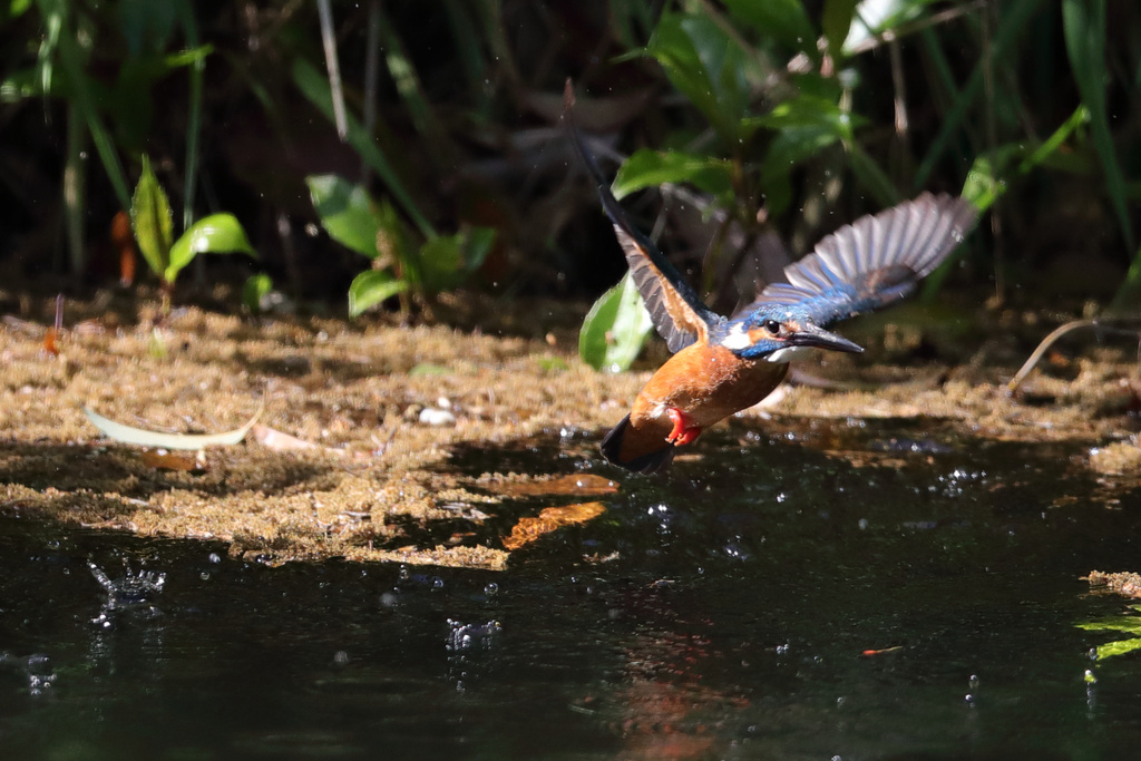 近くのダム カワセミ EOS-1D X Mark II + EF600F4L