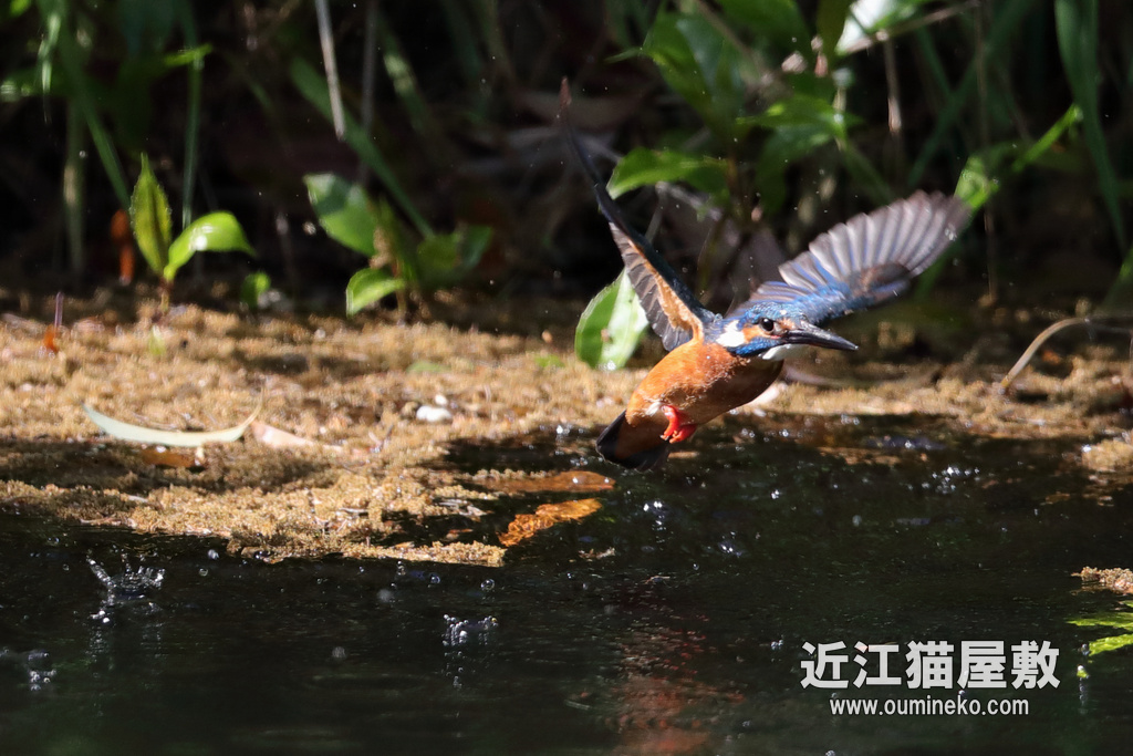 近くのダム カワセミ EOS-1D X Mark II + EF600F4L
