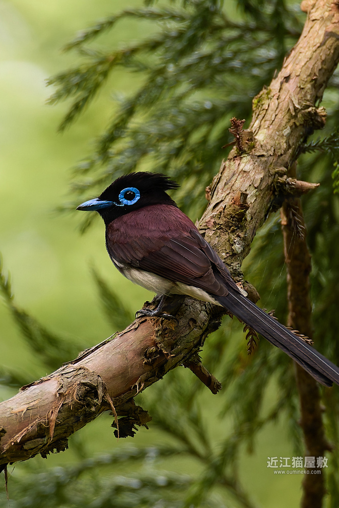 EOS R5 mark IIで野鳥撮影 朽木 サンコウチョウ、オオルリ、キビタキ、クロツグミ他