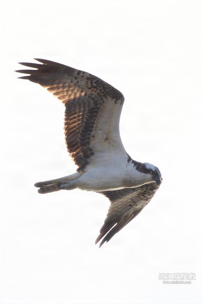 EOS R5 mark IIで野鳥撮影 ミサゴ、ジョウビタキ