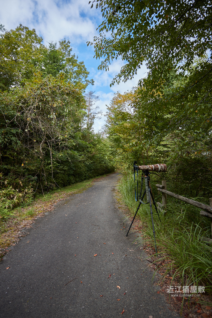 EOS R7で野鳥撮影 枝被り＆逆光の日