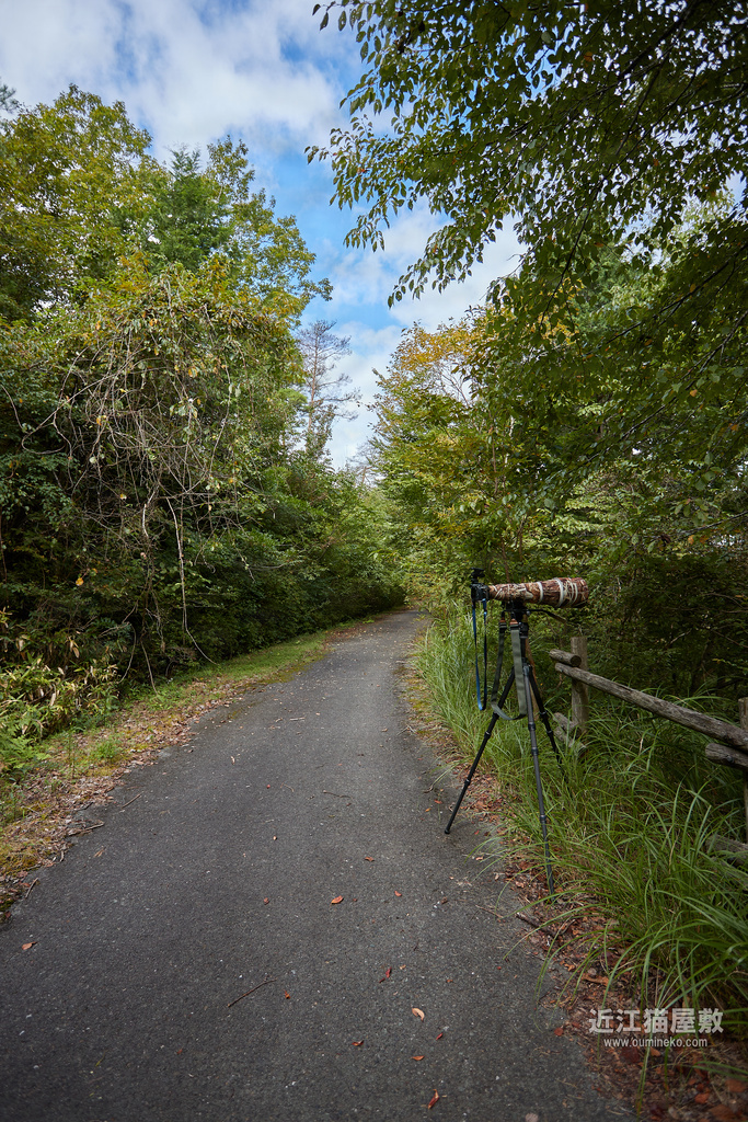 EOS R7で野鳥撮影 枝被り＆逆光の日