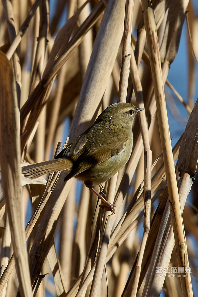 直近の装備確定