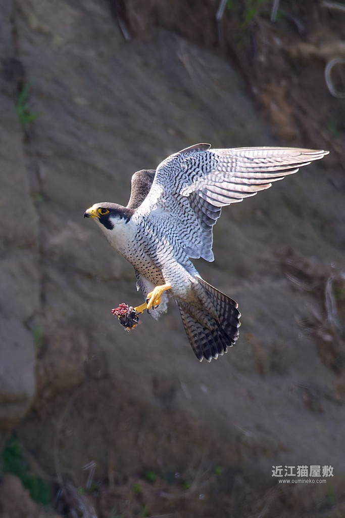 EOS R5 mark IIで野鳥撮影 石川遠征③ ハヤブサ、ミサゴ