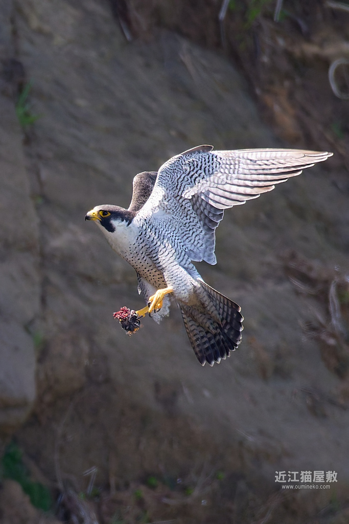 EOS R5 mark IIで野鳥撮影 石川遠征③ ハヤブサ、ミサゴ
