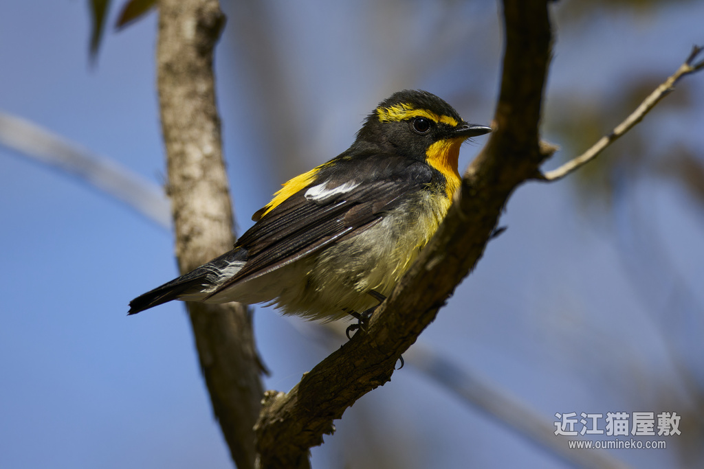 EOS R7で野鳥撮影 朽木 キビタキ、コサメビタキ、ヤマガラ