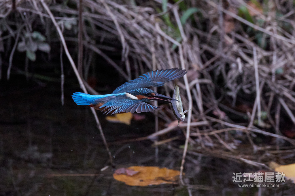 EOS-1D X mark II カワセミ、トビ