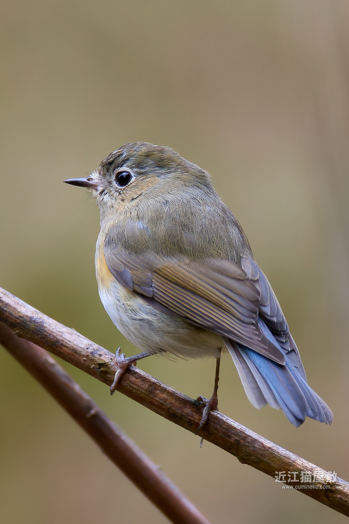 EOS R7で野鳥撮影 DxO PureRAW4使用開始 ルリビタキ、ベニマシコ、シメ、ソウシチョウ、ウグイス他