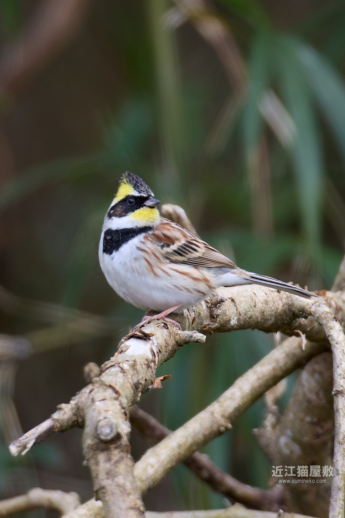 EOS R5 mark IIで野鳥撮影 3/8 ミヤマホオジロ、カシラダカ、ベニマシコ他