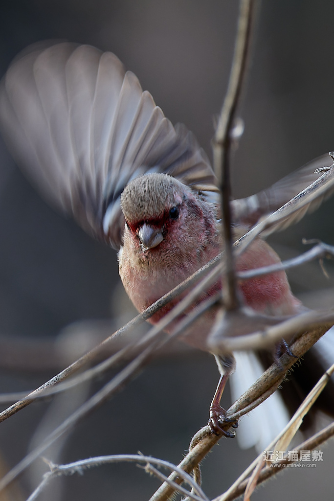 EOS R3,R7で野鳥撮影 ベニマシコ、オオジュリン、カワセミ他