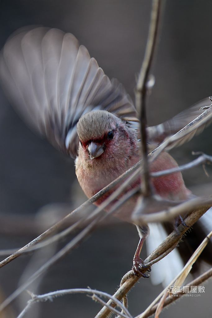 EOS R3,R7で野鳥撮影 ベニマシコ、オオジュリン、カワセミ他