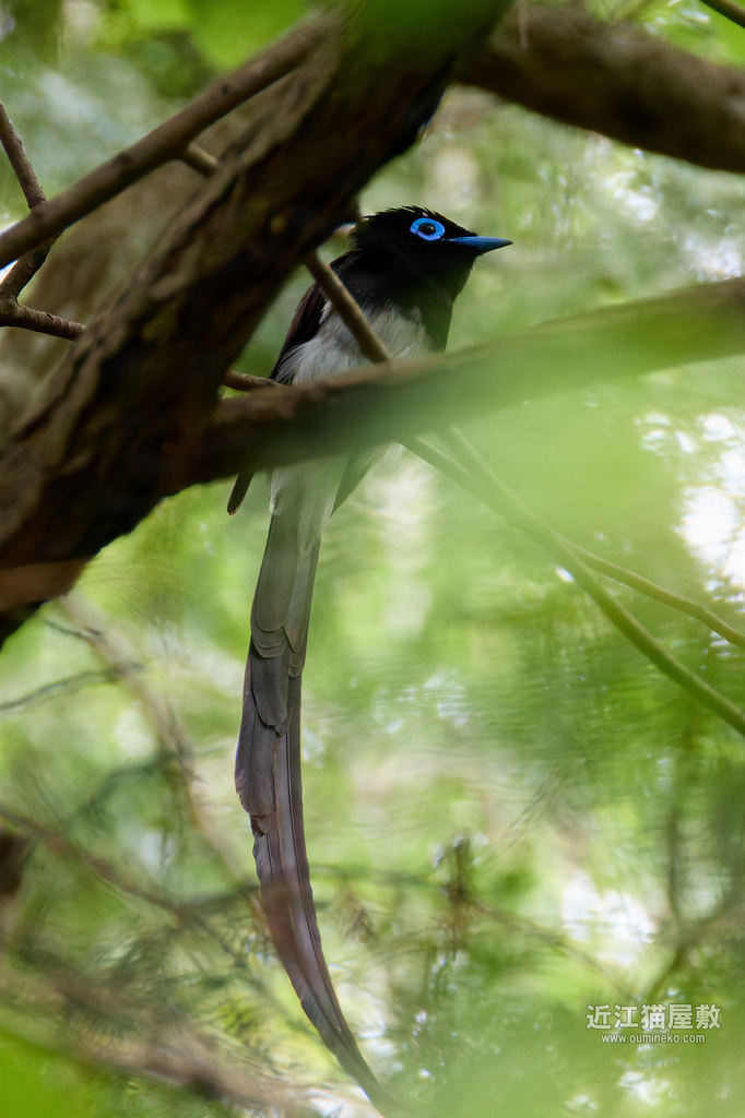 EOS R7で野鳥撮影 榛原 サンコウチョウ、ミサゴ、カワセミ他