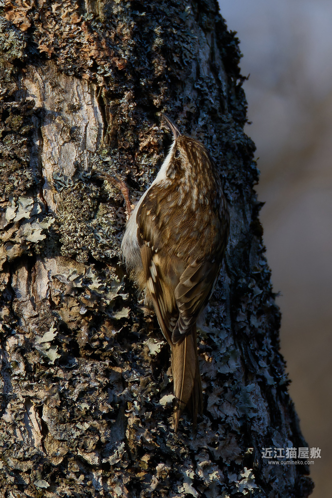EOS R7で野鳥撮影 朽木 キバシリ、ミソサザイ、コガラ、マヒワ他