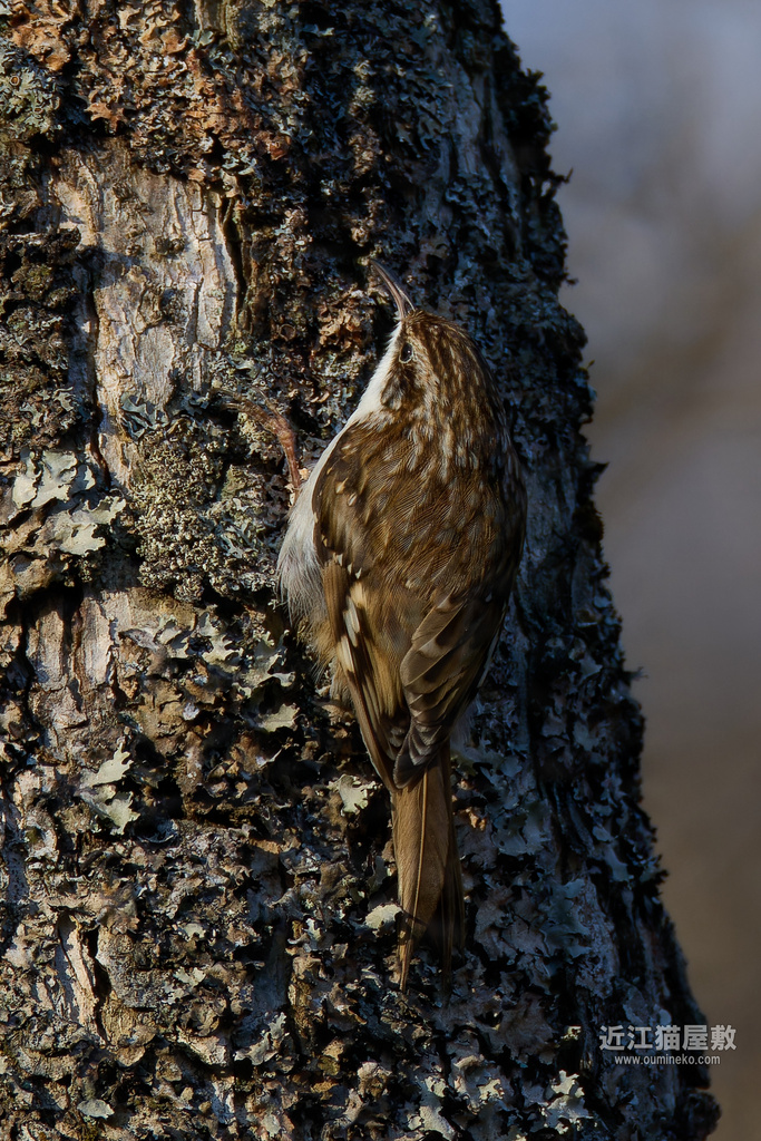 EOS R7で野鳥撮影 朽木 キバシリ、ミソサザイ、コガラ、マヒワ他