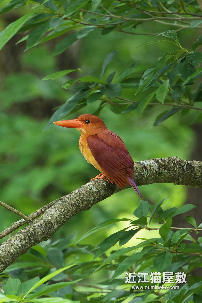 EOSで野鳥撮影 朽木 アカショウビン、サンコウチョウ、キビタキ、コサメビタキ他