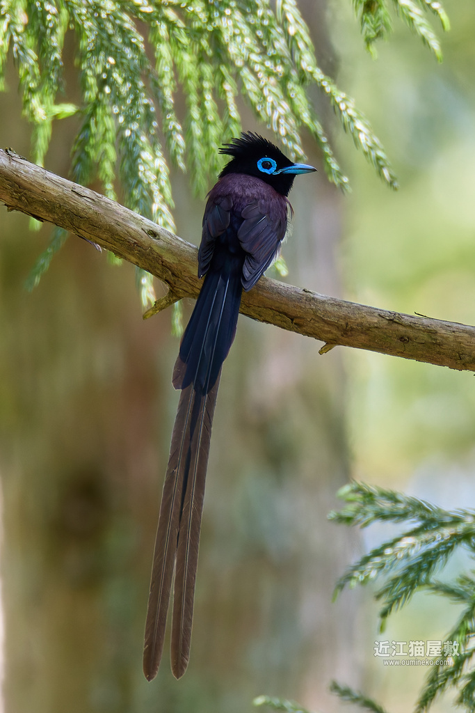 EOS R7で野鳥撮影 滋賀 朽木 サンコウチョウ、キビタキ他