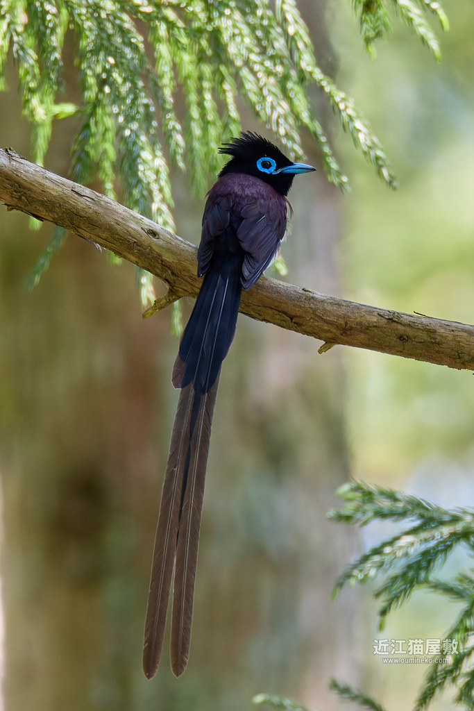 EOS R7で野鳥撮影 滋賀 朽木 サンコウチョウ、キビタキ他