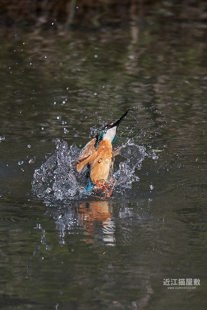 EOS-1D X mark IIIで野鳥撮影 カワセミ