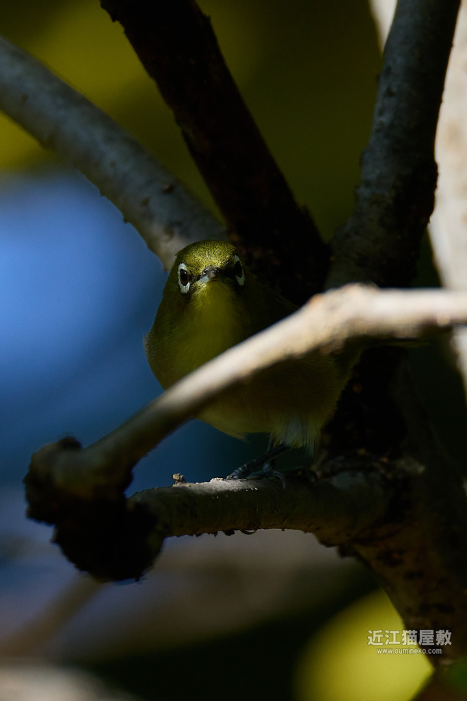 EOS R7 + EF800mm F5.6L IS USM 長等公園 散歩