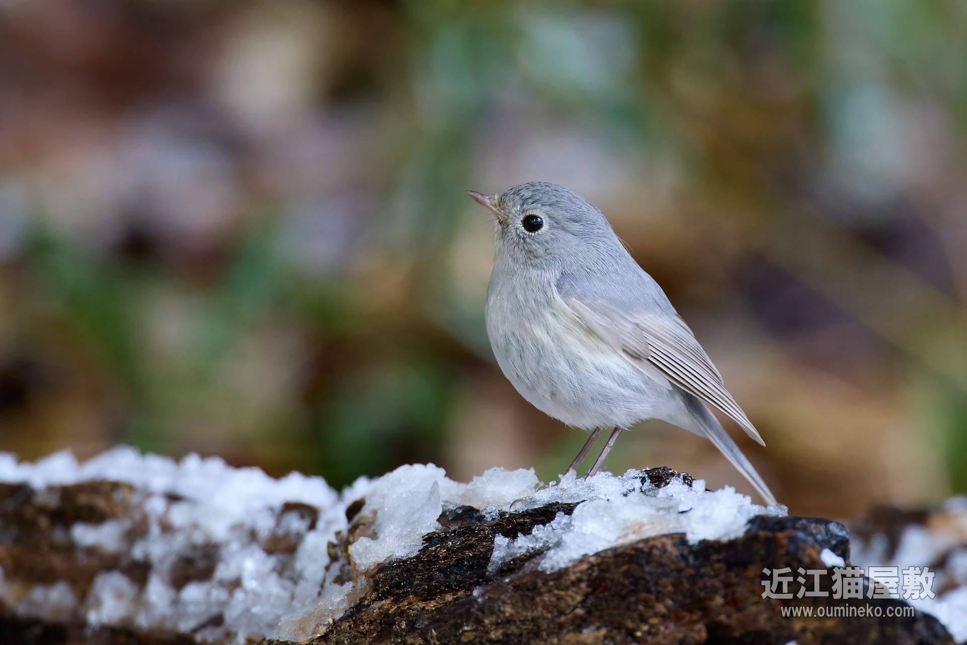 EOS R5 mark IIで野鳥撮影 ルリビタキ(白変種)、カワセミ、ヒクイナ
