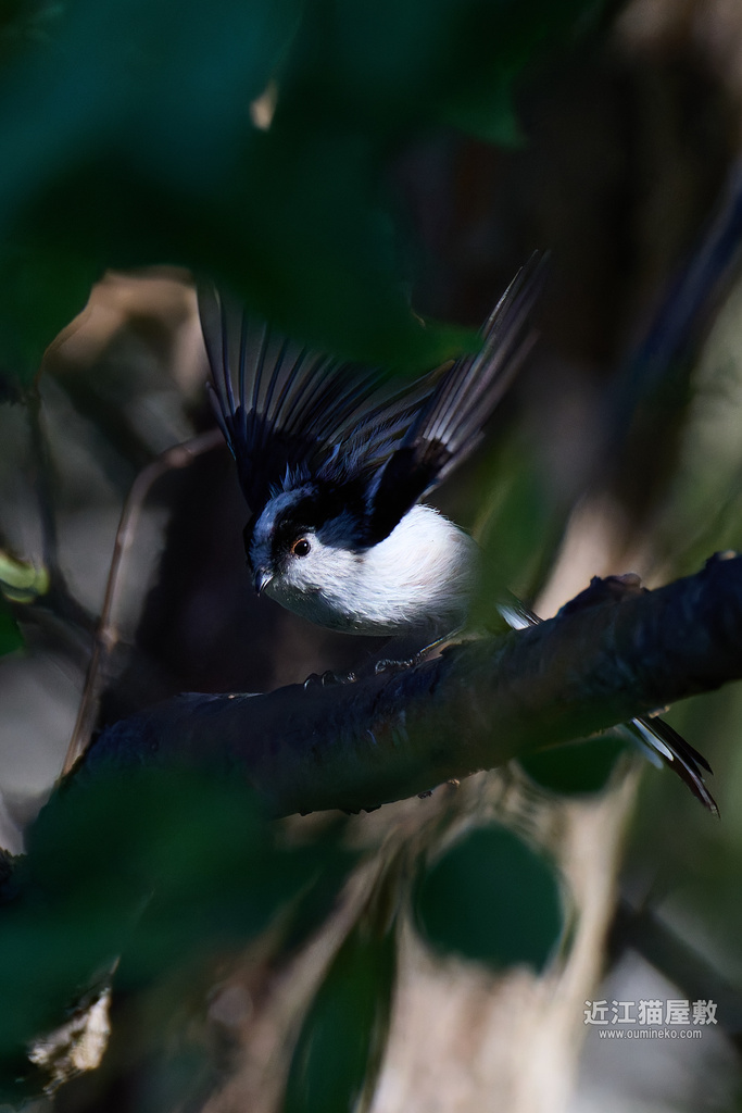 EOS R5 mark IIで野鳥撮影 カワセミ、小鳥たち