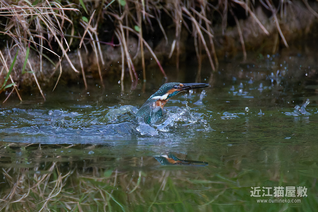 EOS R5 mark IIで野鳥撮影 カワセミ