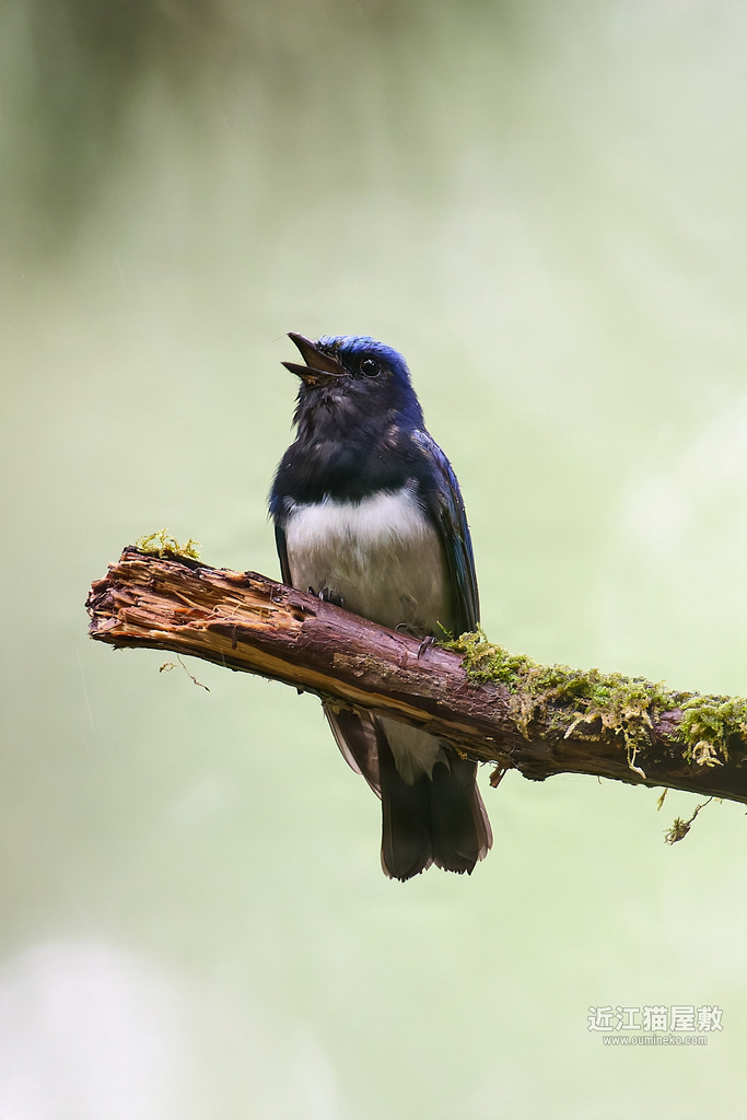 EOS R5 mark IIで野鳥撮影 朽木 オオルリ、キビタキ、サンショウクイ、コサメビタキ他
