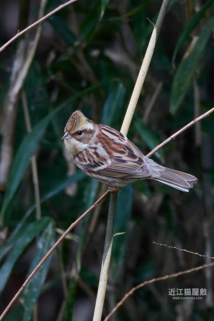 EOS R3,R7で野鳥撮影(PART.1) ベニマシコ、ミヤマホオジロ、シメ他