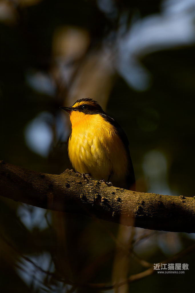 EOS R5 mark IIで野鳥撮影 石川遠征① キビタキ、クロジ、クロツグミ他