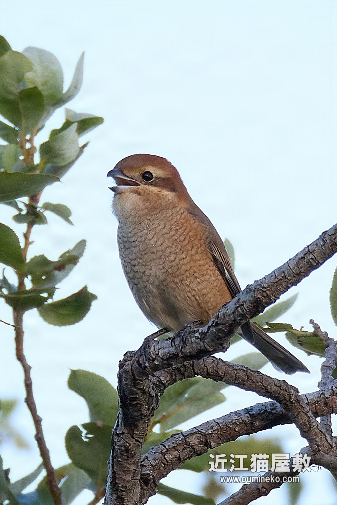 EOS R7 + EF800mm F5.6L IS USM モズ、シジュウカラ